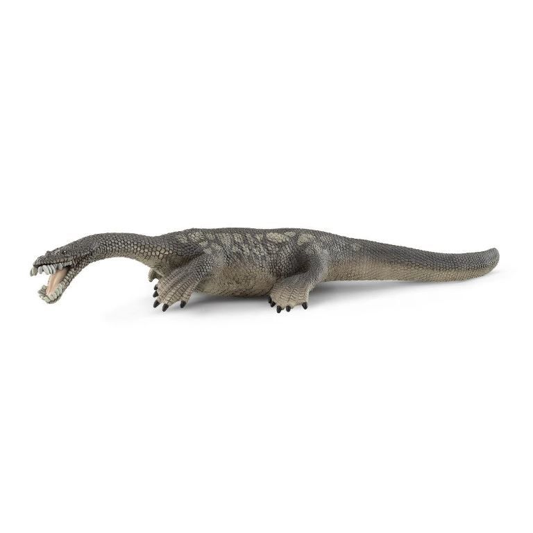 Adore Notozorus CDS15031
