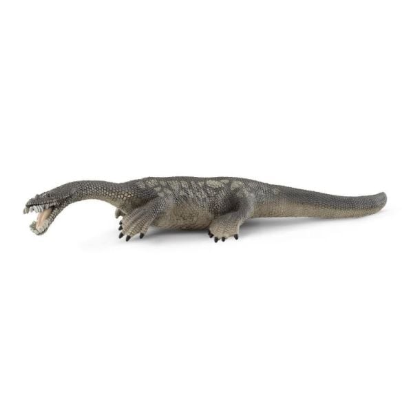 Adore Notozorus CDS15031